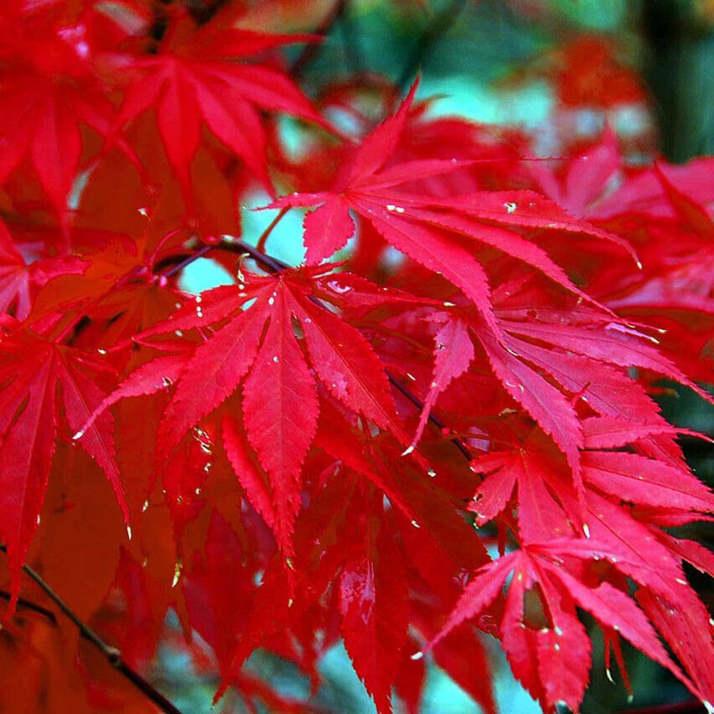 KVITER 10 semillas de árbol de arce japonés rojo Palmatum atropurpureum planta bonsái resistente al frío  Semillas frescas orgánicas para plantar