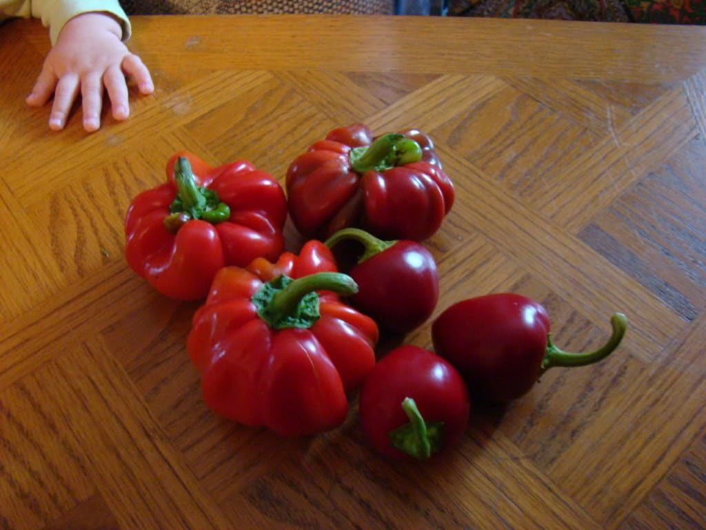 100 Pimiento Pimiento (rojo dulce PimientioItalianelleQueso, Asado, Freír Pimienta) Capiscum Annuum