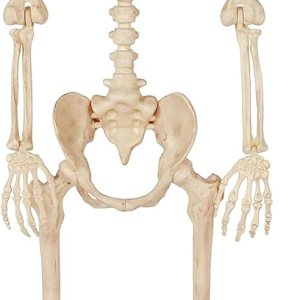 Crazy Bonez Hablando de ojos llameantes Pose-N-Stay Skeleton Crazy Bonez Hablando de ojos llameantes Pose-N-Stay Skeleton