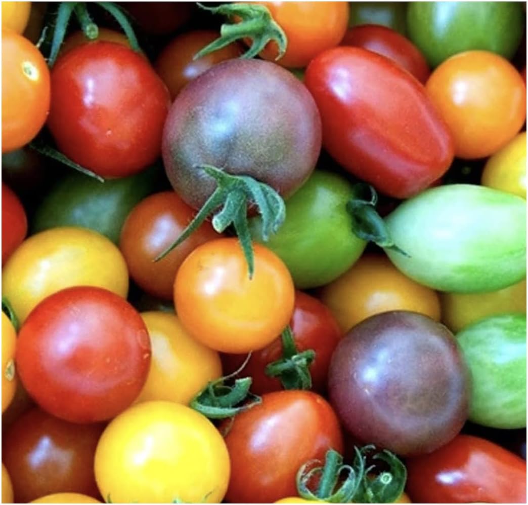 Semillas de tomate Rainbow Cherry  20 semillas  Colores impresionantes y deliciosos tomates para cultivo en casa, sin OGM, sin neonicotinoides.