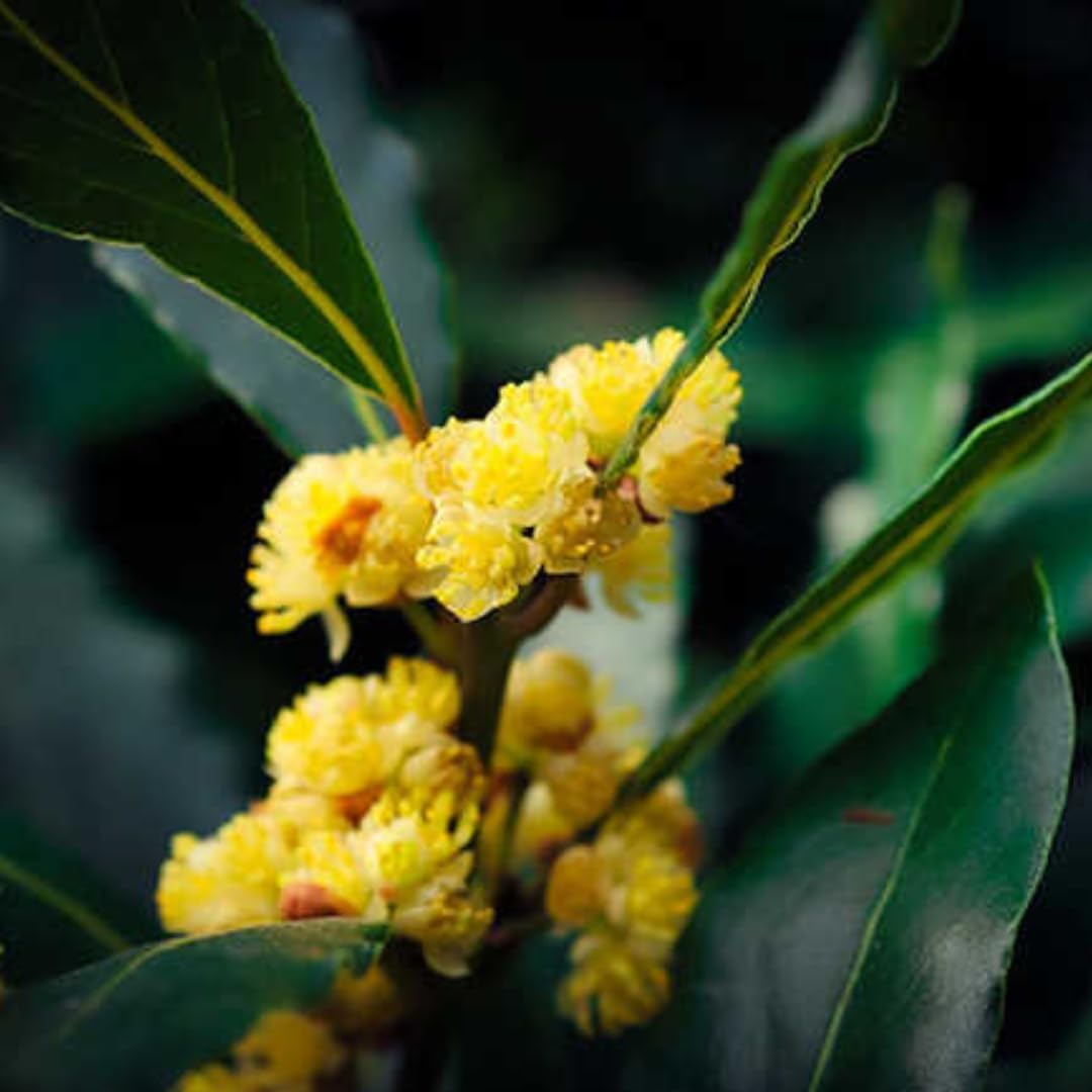 Laurus Nobilis – Árbol de hoja de laurel dulce, árbol de laurel dulce, árbol de laurel de laurel, 6-8 pulgadas de alto