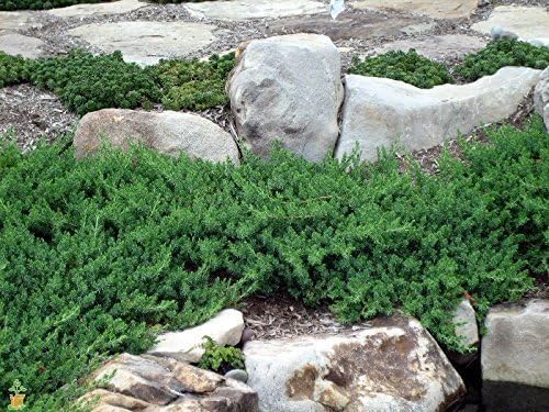 Juniper Blue Pacific – 3 plantas vivas – Tamaño de maceta de 2 pulgadas – Cubierta de suelo de hoja perenne ‘Shore Juniper’