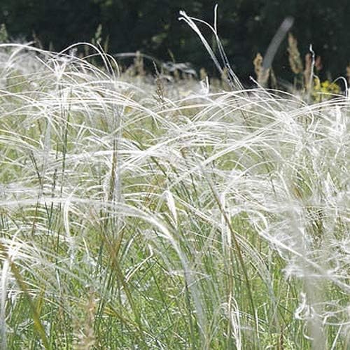 Outsidepride – 10semillas de la hierba ornamental perenne esparto barbado (Stipa barbata) para sembrar
