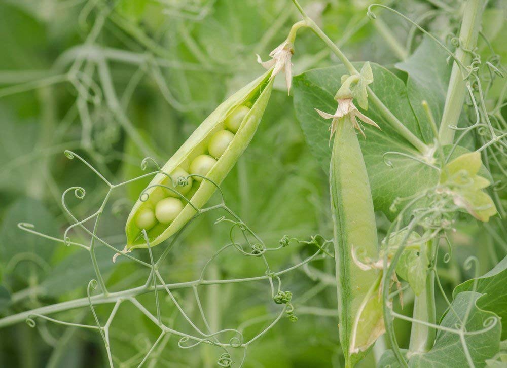 Guisantes verdes orgánicos, 15 libras, sin OMG, secos, veganos, kosher, a granel. Fácil de cocinar. Gran fuente de proteínas, fibra, minerales
