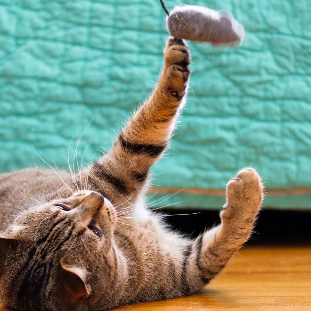 Primal Cat Treats 2 muestras de sabores, (1) cada uno cecina de pollo masticable, leche de cabra de pollo liofilizada (2-4 onzas) – Paquete de