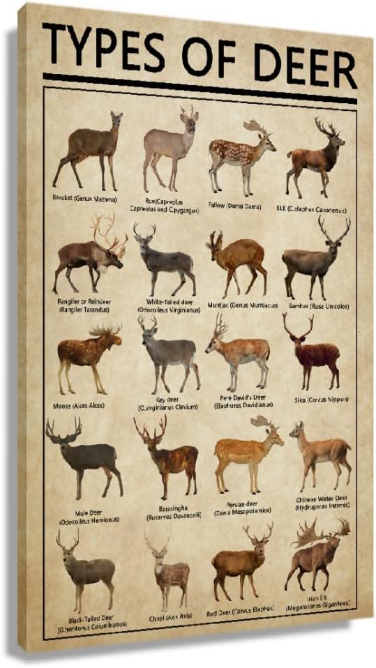Póster de arte para pared de ciervos con diseño de conocimiento, arte de pared enmarcado, arte de pared educativo, pintura vintage, pósteres de