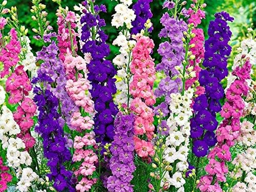 Semillas Rocket Larkspur Delphinium Giant High Tall Mix Anual Flores cortadas al aire libre para plantar sin OMG