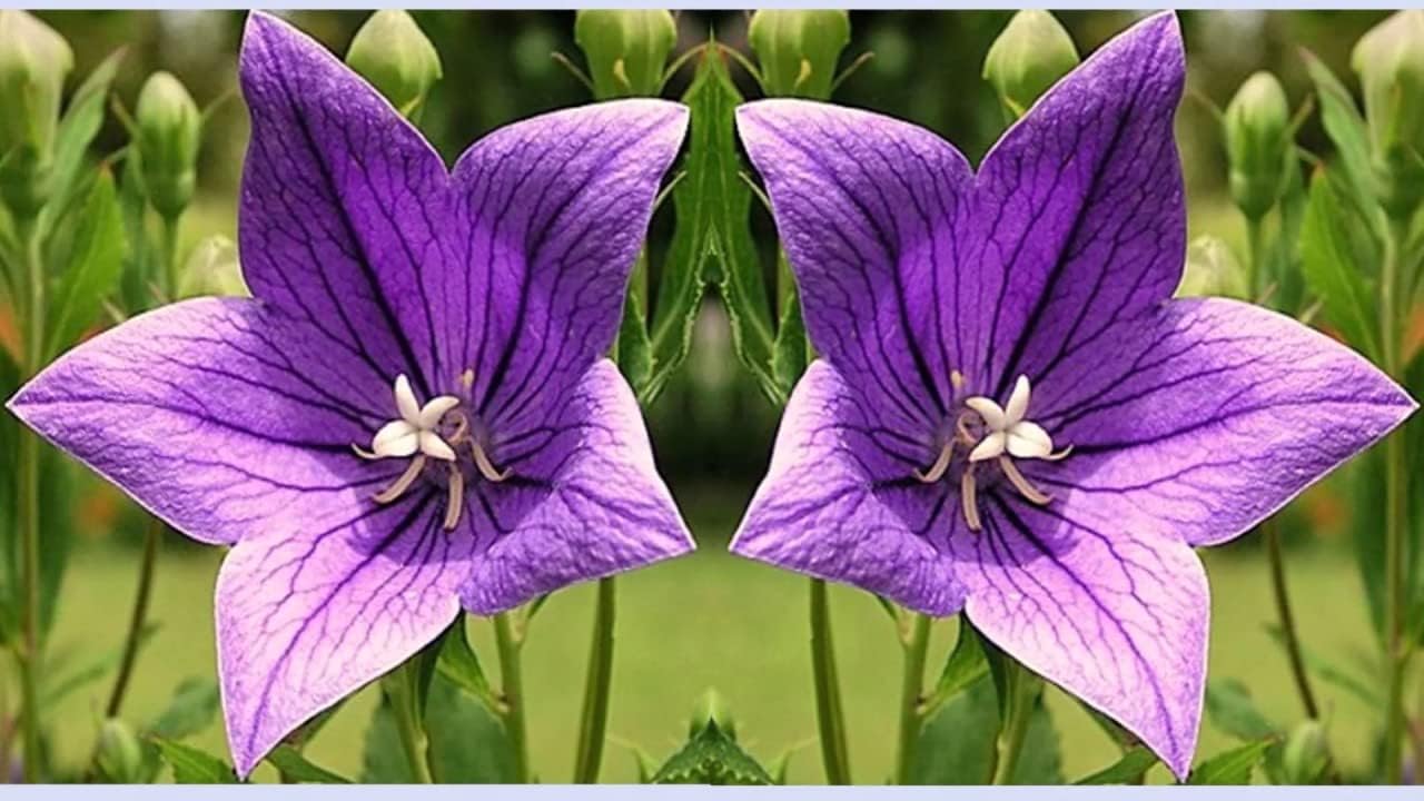 Seeds4planting – Semillas Globo Flor Mezcla Platycodon Chino Bellflower Flores Perennes