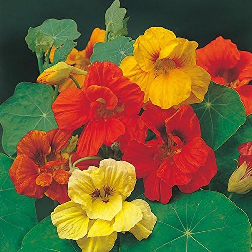 Semillas de flores de mezcla mixta de capuchina para plantar, más de 50 semillas de flores por paquete, semillas de jardín (Isla) sin OMG y