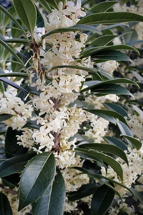Tea Olive Fortunei  3 plantas vivas  Planta de Osmanthus fragante para jardín y paisaje, arbusto de hoja perenne de rápido crecimiento