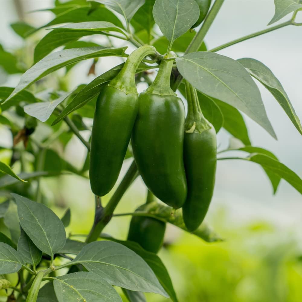 Semillas de Pimiento Jalapeño (150 Semillas)