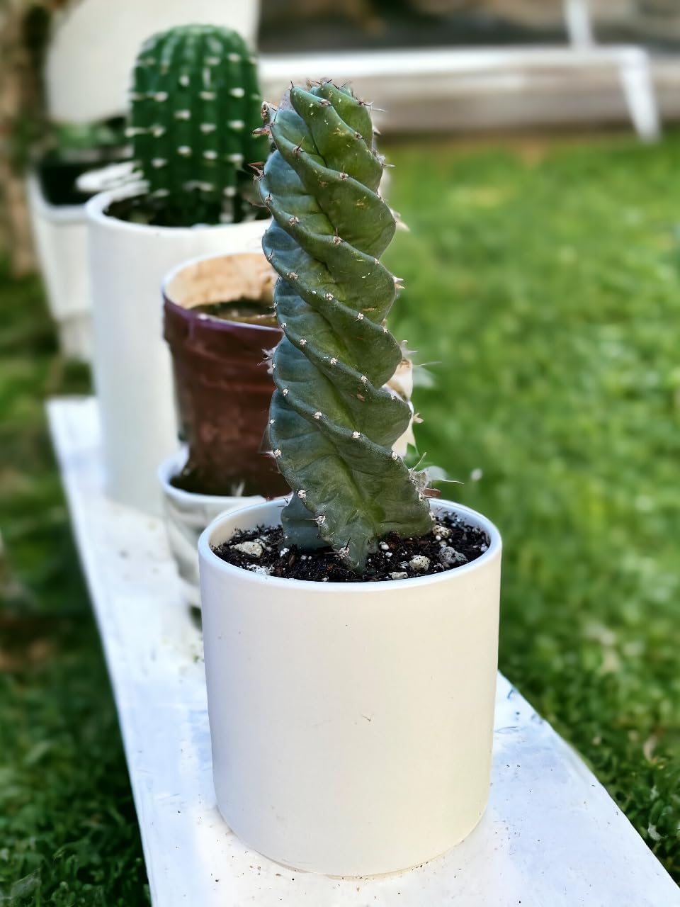 Cactus espiral  Cereus forbesii ‘Spiralis’  Suculenta rara retorcida  Cactus Tornado  Plantas de interior con raíces vivas (9 pulgadas)