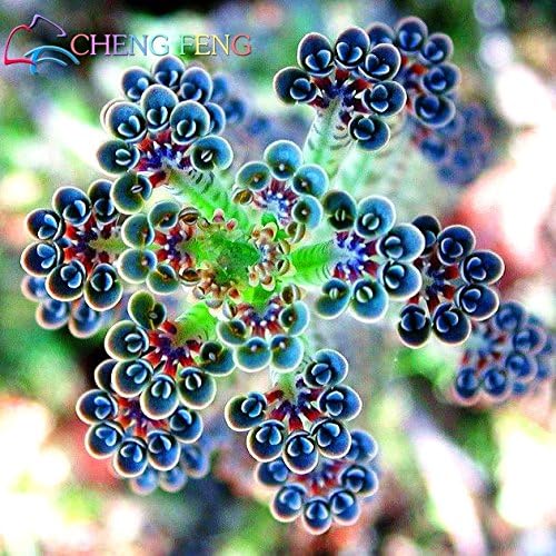 Nuevas semillas frescas de planta Kalanchoe delagoensis azul 100pcs Generic