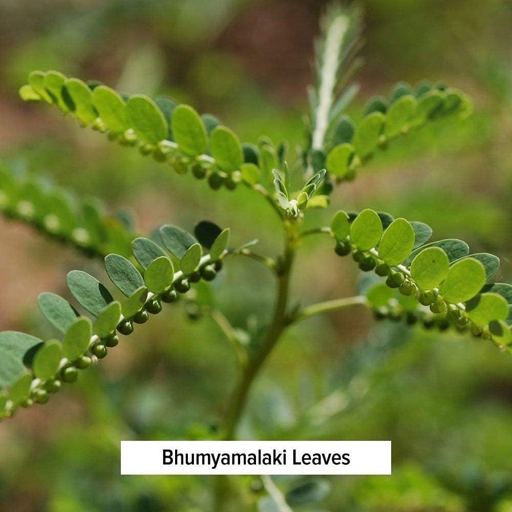Banyan Botanicals Polvo de Bhumyamalaki – Suplemento orgánico para la salud del hígado* – Phyllanthus spp. – para la desintoxicación natural y la