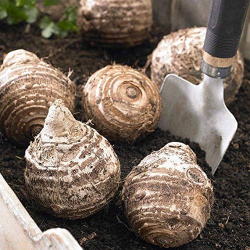 3 Oreja de Elefante -Colocasia esculenta- Dale a tu jardín un aspecto tropical