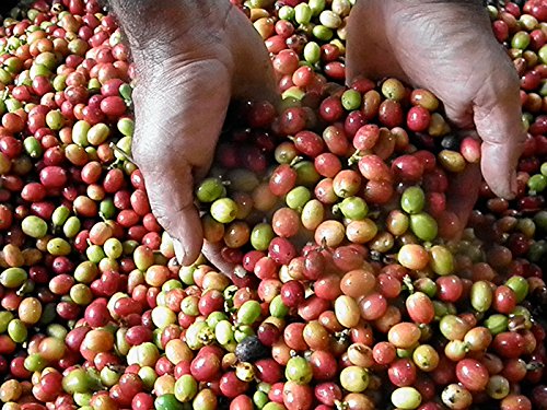Cafe La Finca Café molido arábica 100% café de Puerto Rico 12 onzas