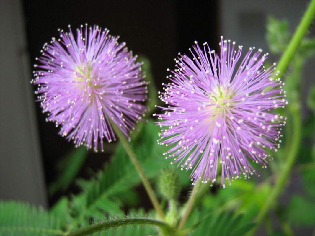 1-1000 piezas de semillas de árbol de Shameplant sensible durmiendo planta tímida humilde Mimosa Pudica púrpura 0149 (5+ semillas)