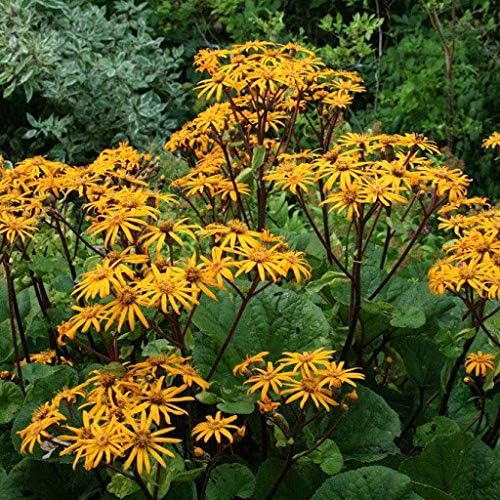 20 semillas de plantas Ligularia dentata