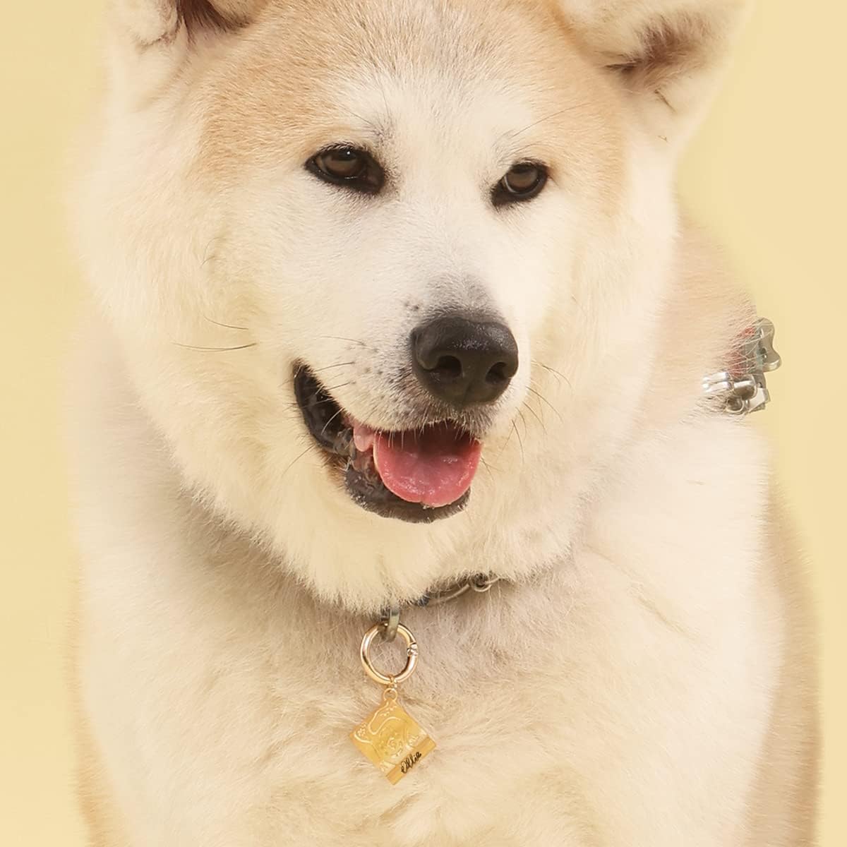 MEMOPAW Etiquetas de identificación de perros personalizadas en la parte delantera y trasera, grabado en latón, forma de mapa de aventura