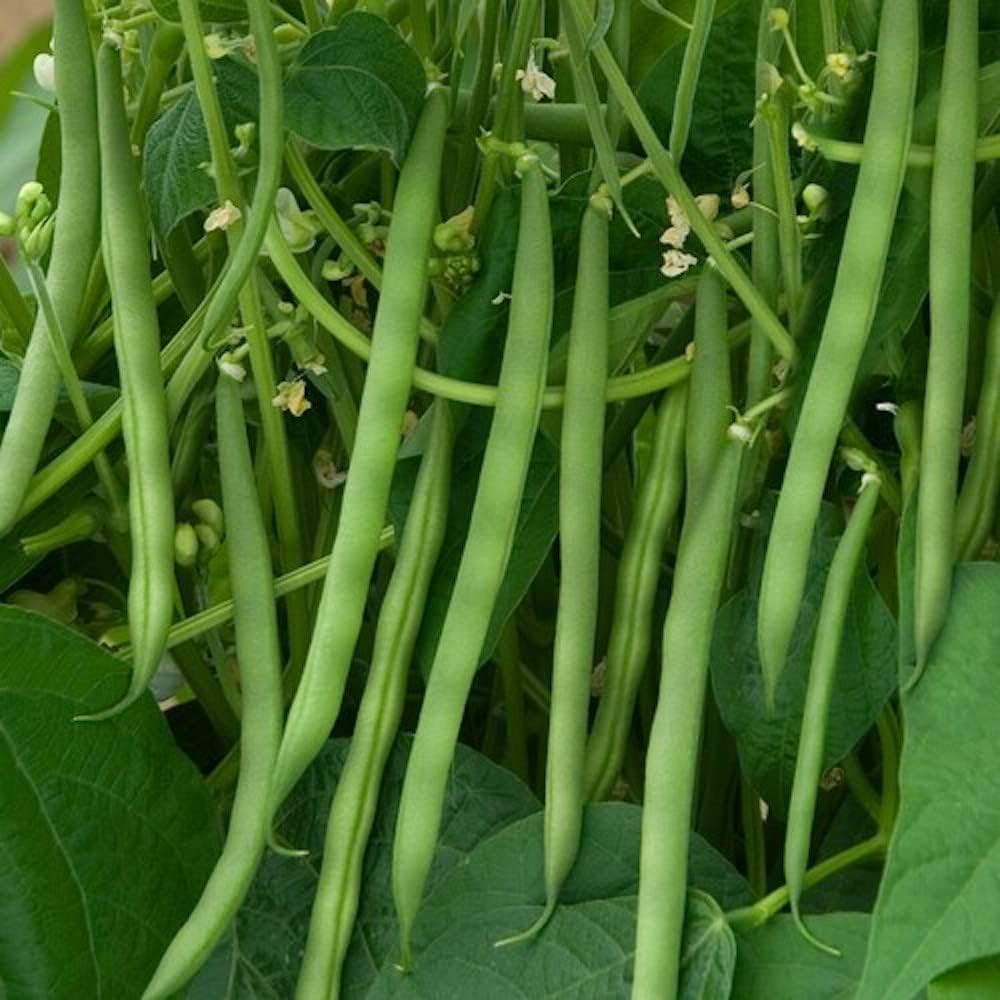 Contender – Semillas de frijol de arbusto para plantar, más de 50 semillas tradicionales por paquete, semillas de jardín de Isla (semillas de jardín
