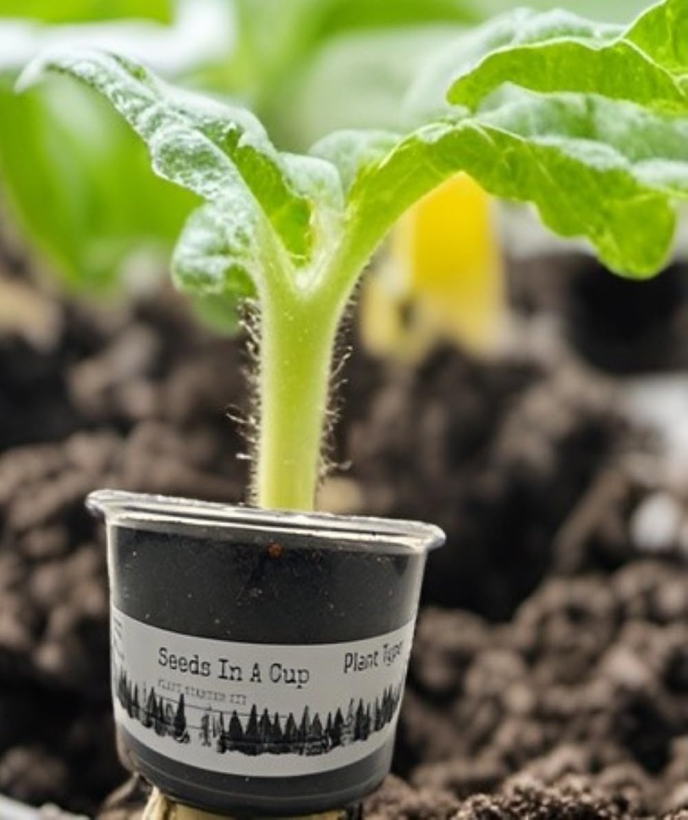 Semillas en una taza – Kit de cultivo de plantas (Tomato)