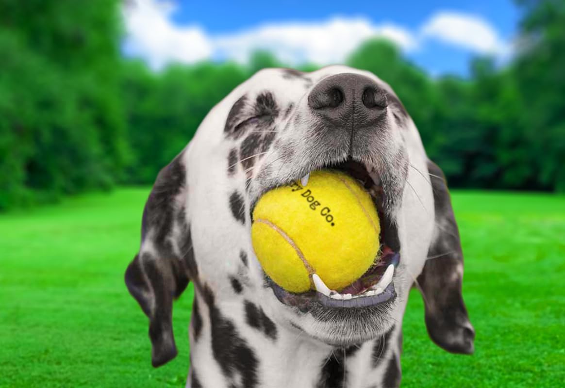Hungry Dog Co. – Paquete de 12 pelotas de tenis para perros de alta calidad de 2.5 pulgadas – Juguetes seguros para perros para ejercicio y