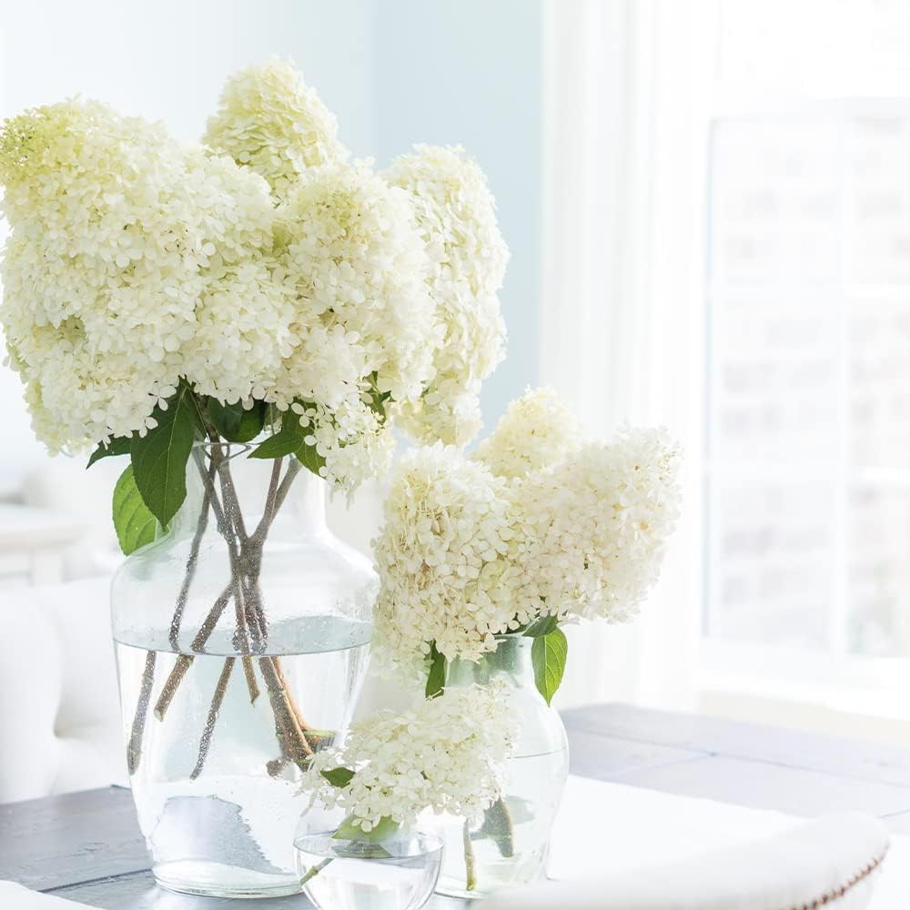 50 semillas de hortensias de hoja de roble (quercifolia de hortensia) arbustos de flores perennes – Resistente y tolerante a la sequía – Pantalla de