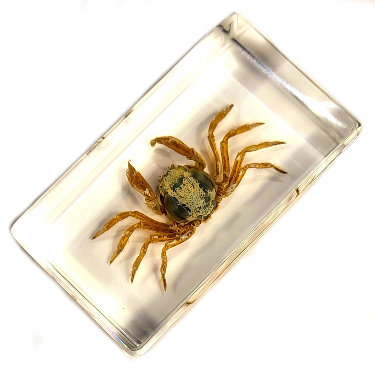Cangrejo real de 2.874 in en resina de lucita cristalina, muestra preservada Mictyris Brevidactylus Sea Marine Aimal Taxidermia Colección de