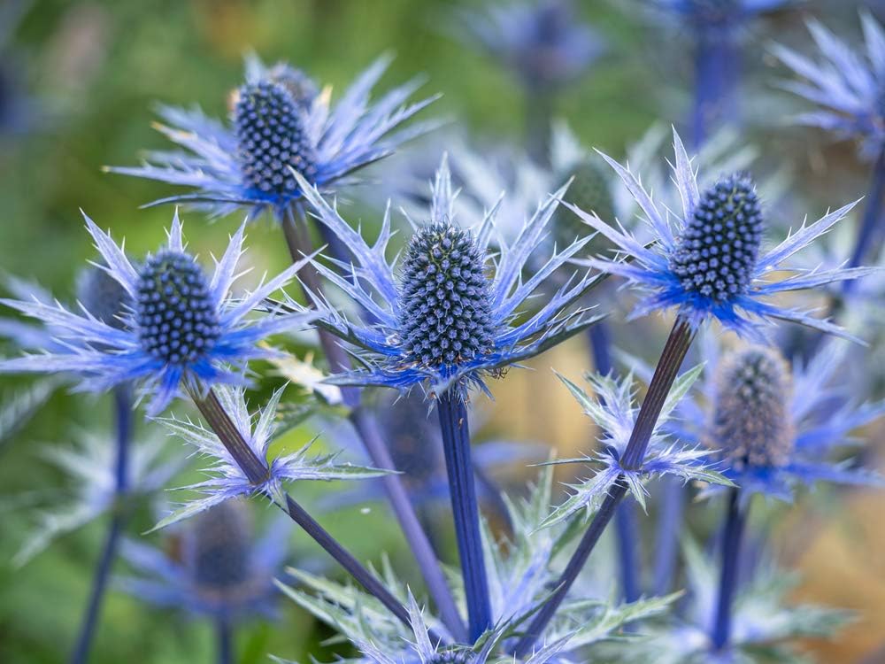 25 semillas de cardo azul para plantar – Cardo de los Alpes suizos raros