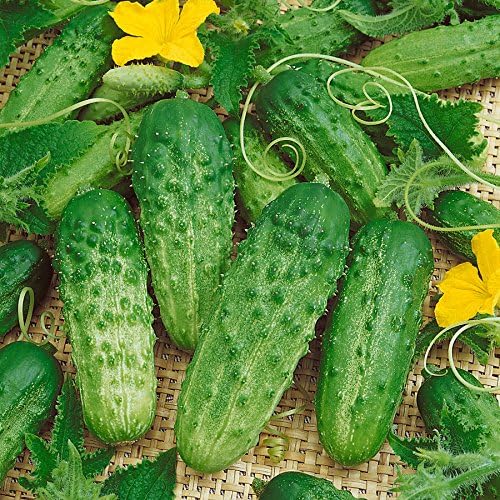 Park Seed Pick-a-Bushel – Semillas de pepino híbridas, paquete de 30 semillas