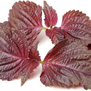 200 semillas de perilla para plantar, semillas Shiso para plantar. Semillas tradicionales no transgénicas para germinar, semillas de vegetales y 200 semillas de perilla para plantar, semillas Shiso para plantar. Semillas tradicionales no transgénicas para germinar, semillas de vegetales y