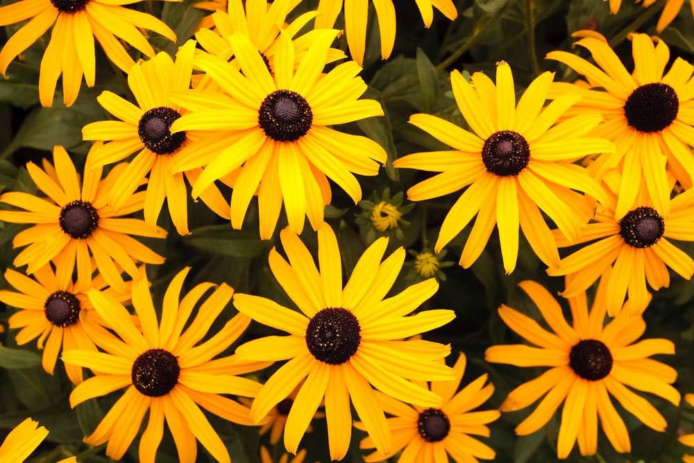 Semillas de flores Susan de ojos marrones para plantar, más de 3000 semillas por paquete, semillas de jardín de Isla (semillas de jardín de Isla),