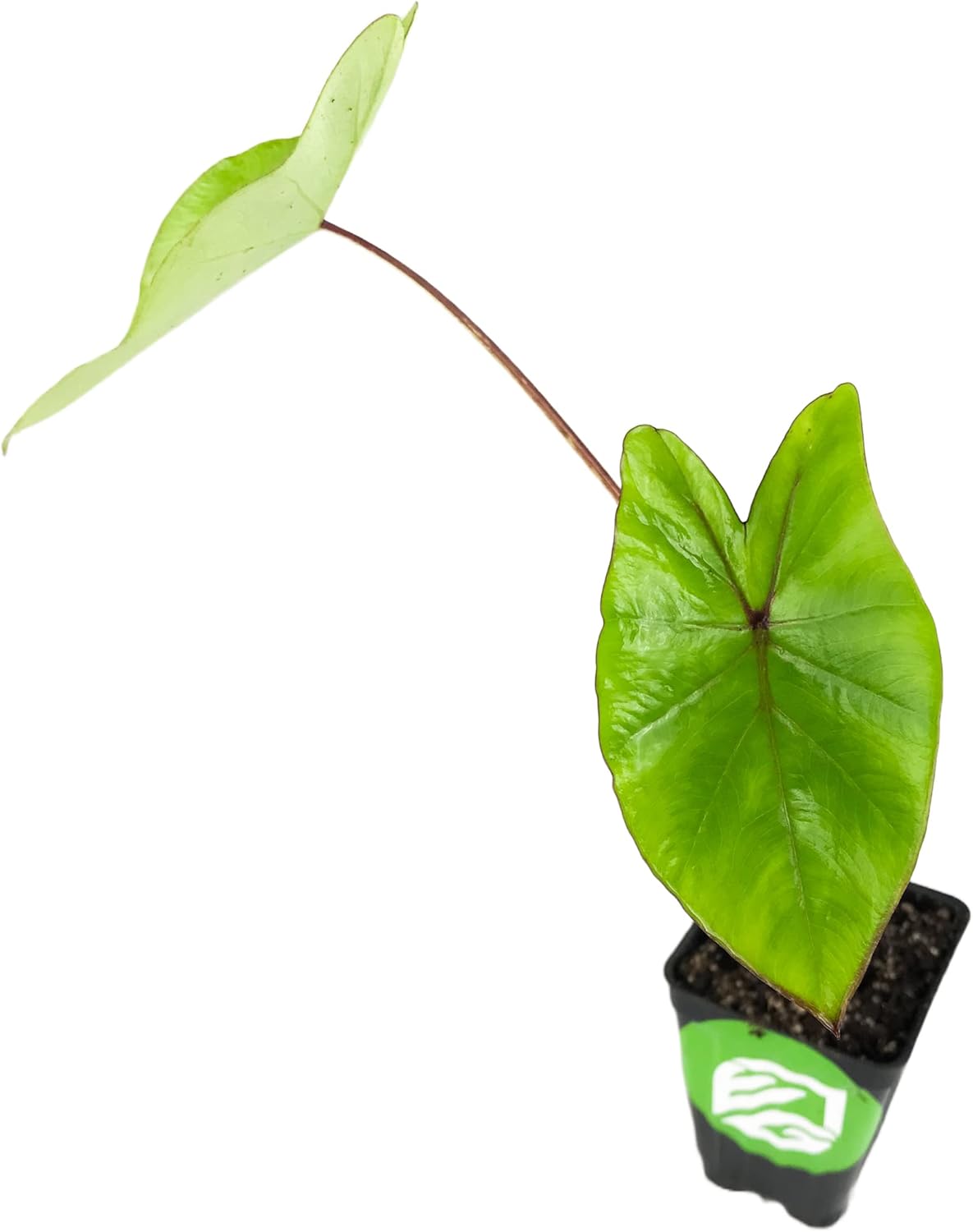 Blue Hawaii – Planta viva de oreja de elefante – Alocasia – Planta de inicio Wellspring Gardens – Bulbos de alojasia raros – Planta tropical exótica