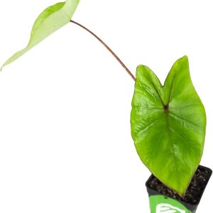 Blue Hawaii – Planta viva de oreja de elefante – Alocasia – Planta de inicio Wellspring Gardens – Bulbos de alojasia raros – Planta tropical exótica Blue Hawaii – Planta viva de oreja de elefante – Alocasia – Planta de inicio Wellspring Gardens – Bulbos de alojasia raros – Planta tropical exótica