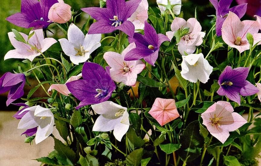 Seeds4planting – Semillas Globo Flor Mezcla Platycodon Chino Bellflower Flores Perennes