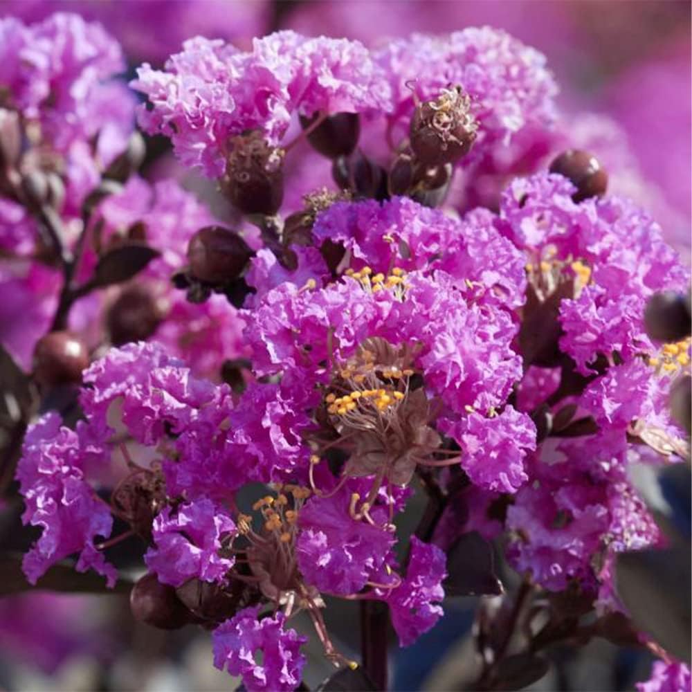 QAUZUY GARDEN 20 semillas de mirto de crepé de lagerstroemia moradas, coloridas flores de verano de larga duración, arbusto perenne, arbusto
