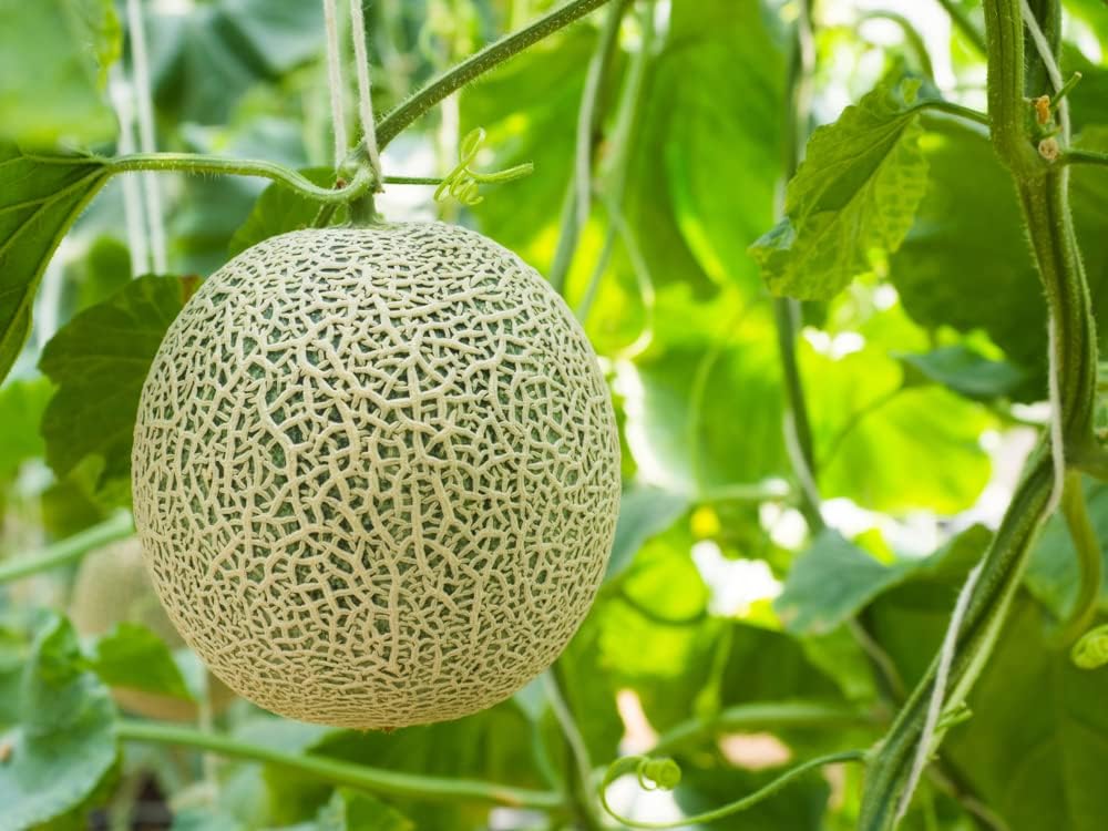 Semillas de melón “Hearts of Gold” para plantar, más de 50 semillas de reliquia por paquete, semillas de jardín de Isla (semillas de jardín de