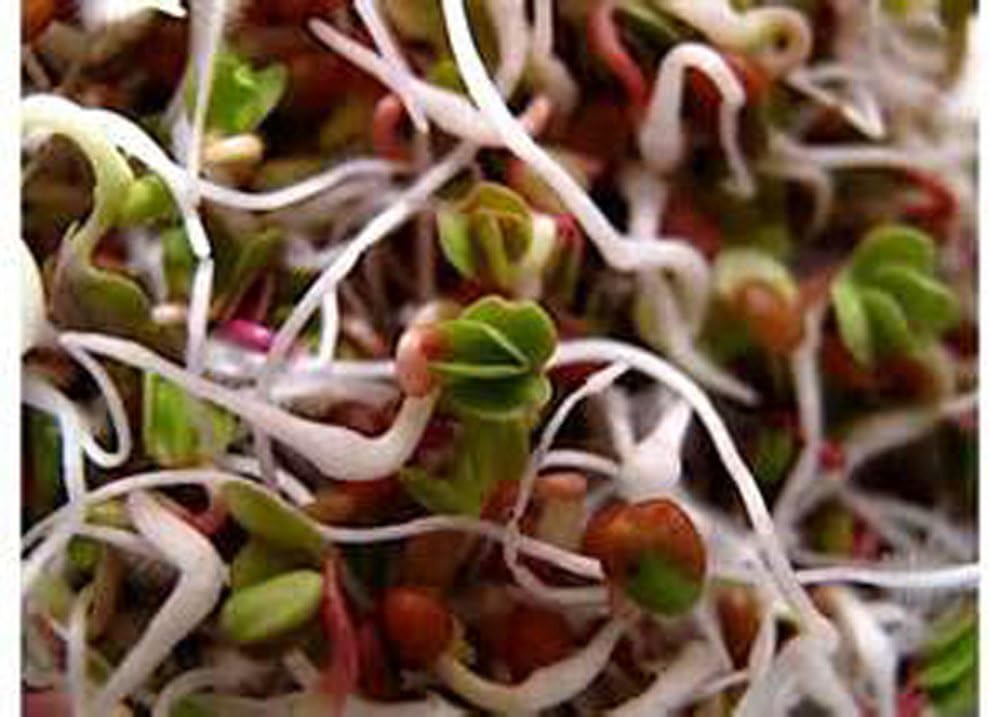 Rábano, Microverde, brotando, 6 onzas, sin OMG – Country Creek LLC Brand – Alta germinación de brotes – Semillas comestibles, jardinería,