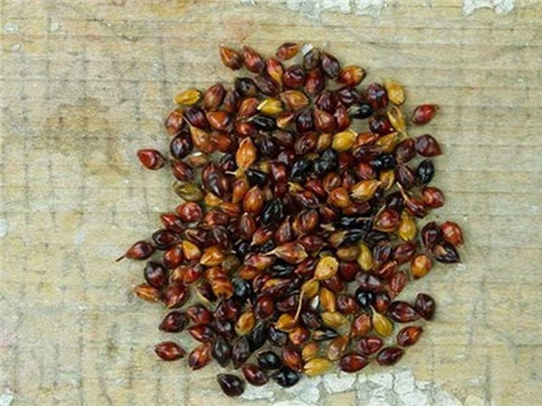 Semillas de maíz de escoba multicolor altos rendimientos de hermosa paja muy hermosa (25 – semillas)