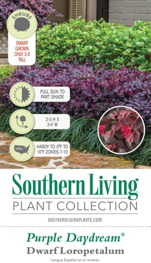 Purple Daydream – Loropetalum enano (2 galones) arbusto de hoja perenne compacto con flores rosadas, pleno sol a parcial, planta viva al aire libre