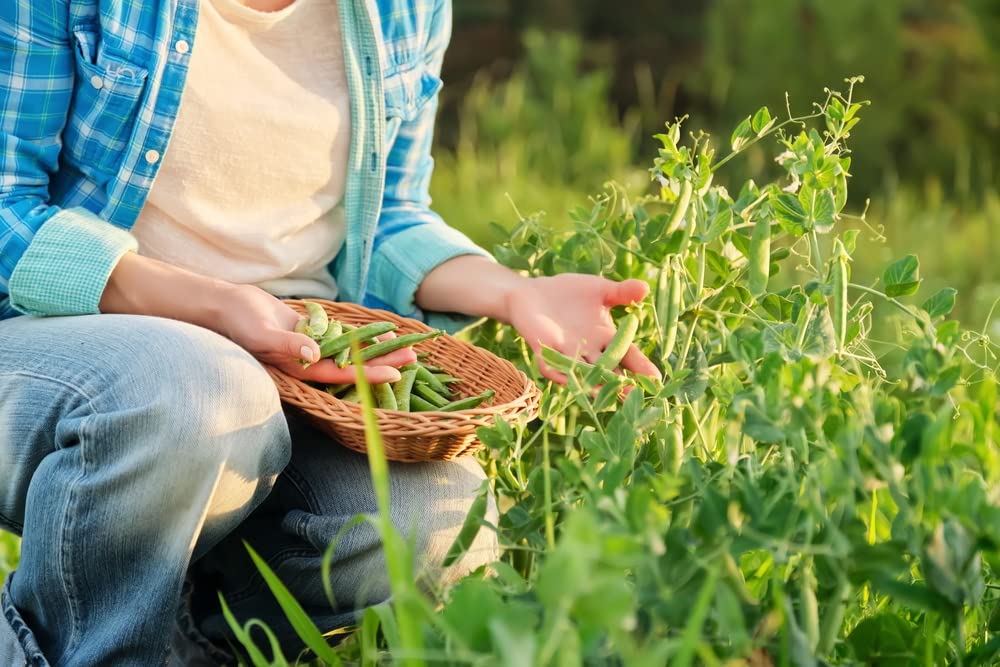 Perfection Semillas de guisantes de jardín de semillas oscuras para plantar, más de 50 semillas tradicionales por paquete, semillas de jardín de