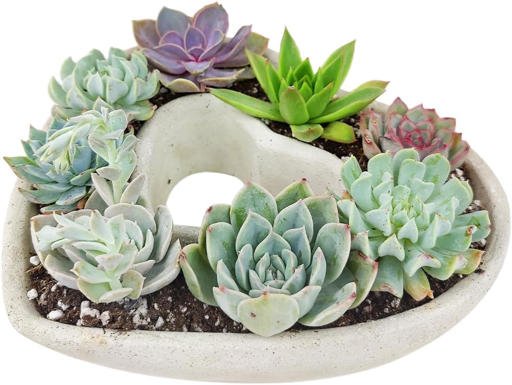 Plantas suculentas vivas en maceta de concreto en forma de corazón de 9 pulgadas, suculentas vivas totalmente arraigadas en macetas de decoración