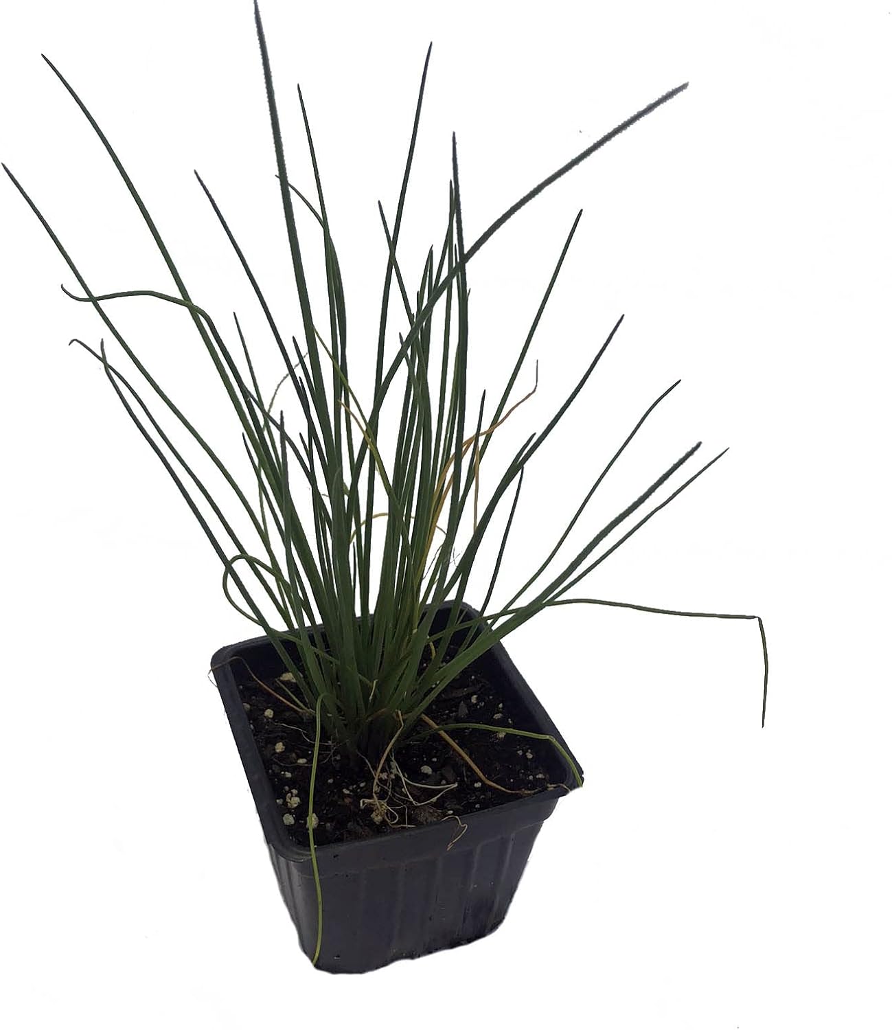 Planta de cebollino orgánico, (Allium schoenoprasum) maceta de 2.5 pulgadas – Hierbas de jardín de cocina planta viva
