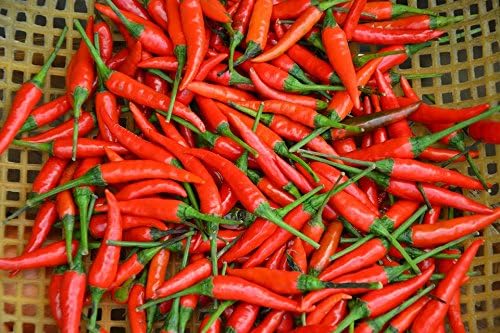 Semillas de Pimiento Picante – Tabasco – reliquia – Liliana’s Garden