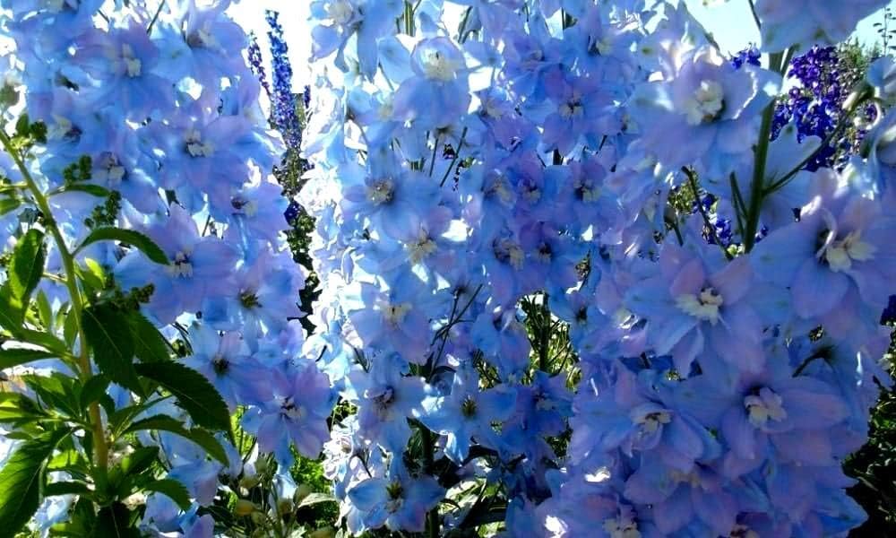 Sky Blue Delphinium Tall Seeds Aproximadamente 30 Semillas 6Lx3W
