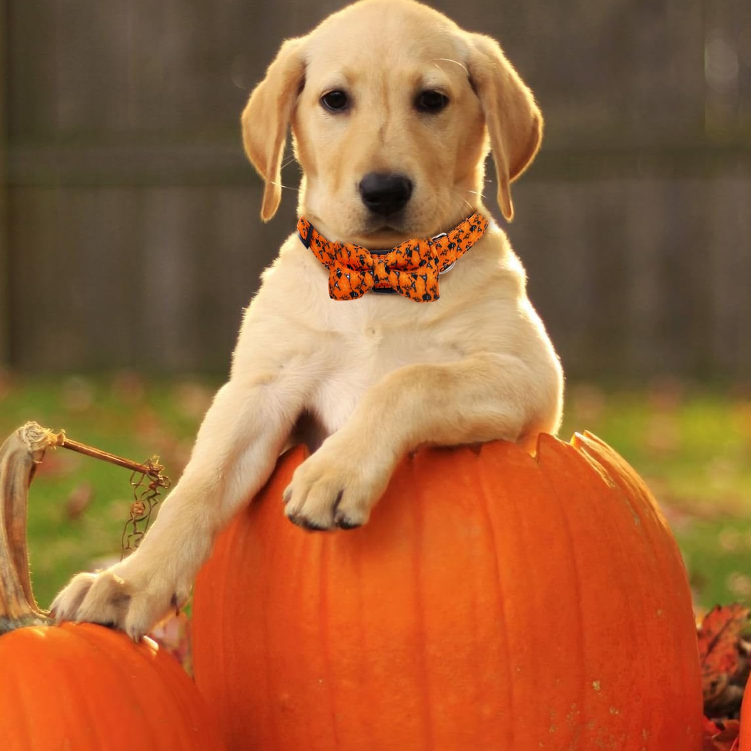 FOTSHARER Collar de perro naranja quemado grande con bonito corbatín de calabaza, fantasma, perros, corbatín, regalo para otoño, Halloween,