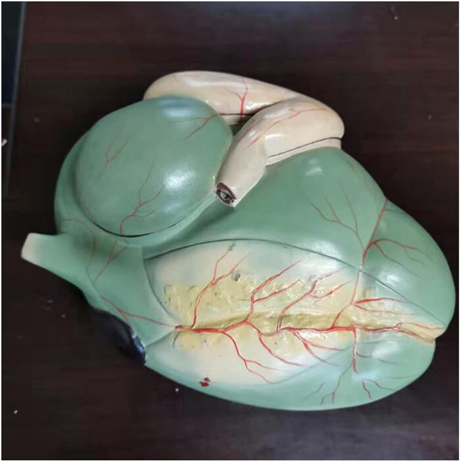 Modelo de anatomía de órgano de estómago de vaca Modelo de estómago anatómico de grado profesional para herramienta de educación de ciencias