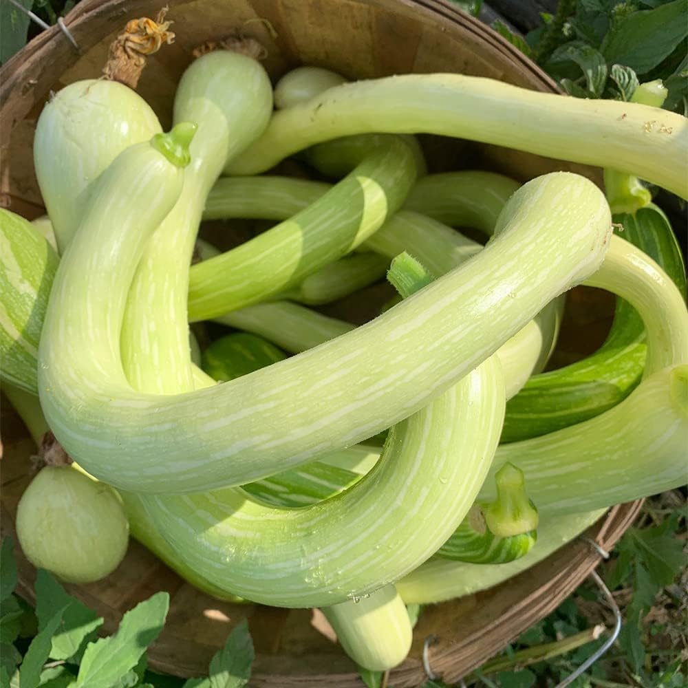 QAUZUY GARDEN Tromboncino Climbing Summer Squash (calabacín) – 45 semillas – reliquia y polinizada abierta – Deliciosas semillas de vegetales para