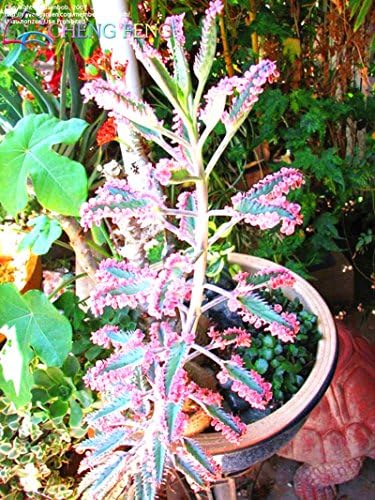 Nuevas semillas frescas de planta Kalanchoe delagoensis azul 100pcs Generic
