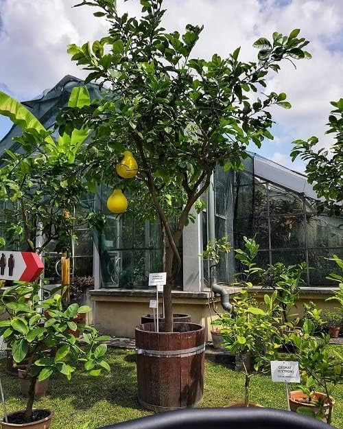 Mezcla de tierra de pomelo prémium de Gardenera, tierra de drenaje rápido para macetas para cultivar y trasplantar cítricos Maxima – 10 cuartos de